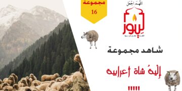 شاهد مجموعة 16 إلية شاة أعرابية