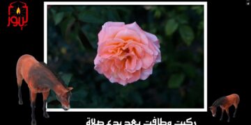 الاصدار 65 قصيدة ( خيْرُ النِّسَاْءِ نِسَاْءُ بَيْتِ مُحَمَّد )