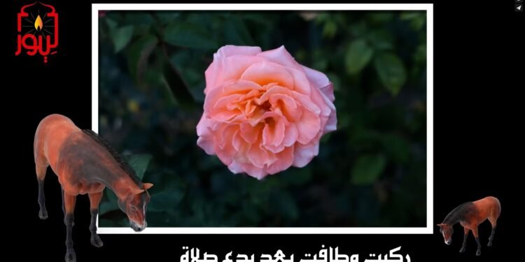 الاصدار 65 قصيدة ( خيْرُ النِّسَاْءِ نِسَاْءُ بَيْتِ مُحَمَّد )